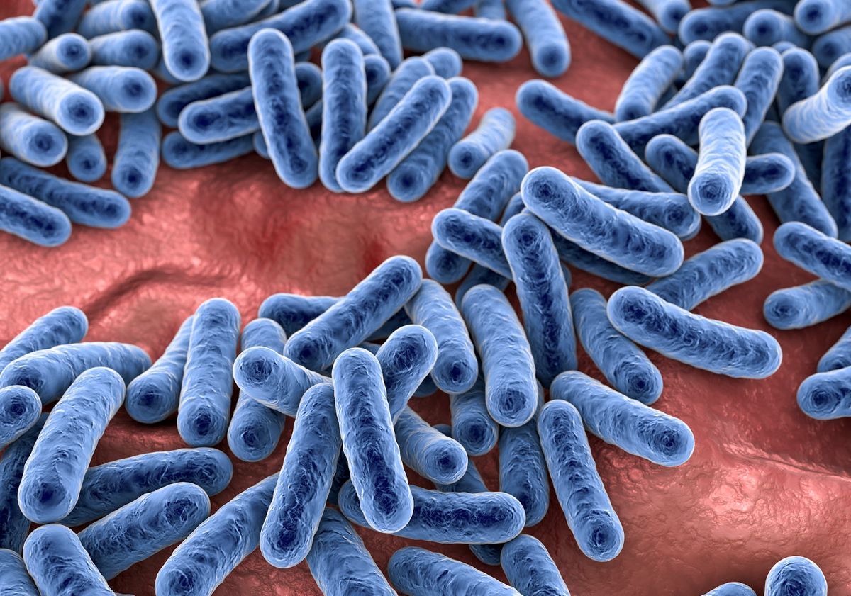 Belső védőpajzsunk – a mikrobiom